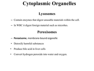 Cytoplasmic Organelles
Lysosomes
– Contain enzymes that digest unusable materials within the cell.
– In WBC it digest foreign material such as microbes.
Peroxisomes
– Peroxisome, membrane-bound organelle
• Detoxify harmful substances
• Produce bile acid in liver cells
• Convert hydrogen peroxide into water and oxygen.
 
