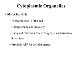 Cytoplasmic Organelles
• Mitochondria:
– “Powerhouses” of the cell
– Change shape continuously
– Carry out reactions where oxygen is used to break
down food
– Provides ATP for cellular energy
 