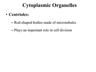 Cytoplasmic Organelles
• Centrioles:
– Rod-shaped bodies made of microtubules
– Plays an important role in cell division
 