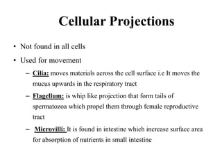 Cellular Projections
• Not found in all cells
• Used for movement
– Cilia: moves materials across the cell surface i.e It moves the
mucus upwards in the respiratory tract
– Flagellum: is whip like projection that form tails of
spermatozoa which propel them through female reproductive
tract
– Microvilli: It is found in intestine which increase surface area
for absorption of nutrients in small intestine
 
