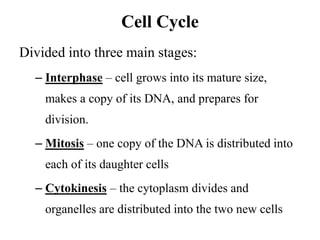 Cell Cycle
Divided into three main stages:
– Interphase – cell grows into its mature size,
makes a copy of its DNA, and prepares for
division.
– Mitosis – one copy of the DNA is distributed into
each of its daughter cells
– Cytokinesis – the cytoplasm divides and
organelles are distributed into the two new cells
 