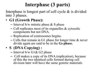 Interphase (3 parts)
Interphase is longest part of cell cycle & is divided
into 3 phases.
• G1 (Growth Phase):
– Interval b/w mitotic phase & S phase
– Cell replicates most of its organelles & cytosolic
components but not DNA.
– Replication of centrosomes begins.
– Cells that remain in G1 phase for longer time & never
divide again are said to be in the G0 phase.
• S (DNA Copying) :
– Interval b/w G1& G2 phase
– Cell makes a copy of its DNA (replication), because
of this the two identical cells formed during cell
division later will have the same genetic materials.
 