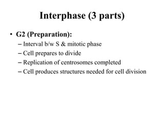 Interphase (3 parts)
• G2 (Preparation):
– Interval b/w S & mitotic phase
– Cell prepares to divide
– Replication of centrosomes completed
– Cell produces structures needed for cell division
 