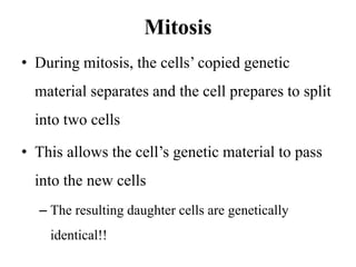 Mitosis
• During mitosis, the cells’ copied genetic
material separates and the cell prepares to split
into two cells
• This allows the cell’s genetic material to pass
into the new cells
– The resulting daughter cells are genetically
identical!!
 