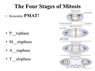 The Four Stages of Mitosis
• Remember PMAT!
• P__rophase
• M__etaphase
• A__naphase
• T__elophase
 