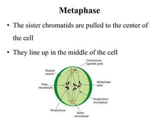 Metaphase
• The sister chromatids are pulled to the center of
the cell
• They line up in the middle of the cell
 
