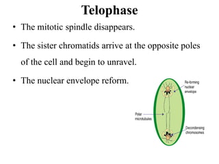 Telophase
• The mitotic spindle disappears.
• The sister chromatids arrive at the opposite poles
of the cell and begin to unravel.
• The nuclear envelope reform.
 