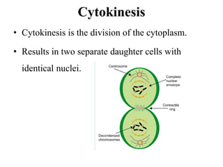 Cytokinesis
• Cytokinesis is the division of the cytoplasm.
• Results in two separate daughter cells with
identical nuclei.
 