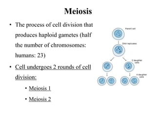 Meiosis
• The process of cell division that
produces haploid gametes (half
the number of chromosomes:
humans: 23)
• Cell undergoes 2 rounds of cell
division:
• Meiosis 1
• Meiosis 2
 