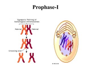 Prophase-I
 