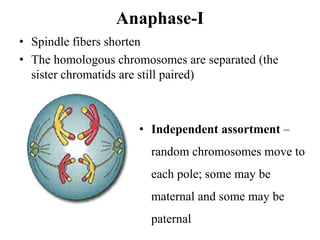 Anaphase-I
• Spindle fibers shorten
• The homologous chromosomes are separated (the
sister chromatids are still paired)
• Independent assortment –
random chromosomes move to
each pole; some may be
maternal and some may be
paternal
 