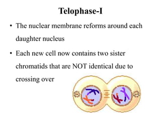 Telophase-I
• The nuclear membrane reforms around each
daughter nucleus
• Each new cell now contains two sister
chromatids that are NOT identical due to
crossing over
 