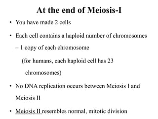 At the end of Meiosis-I
• You have made 2 cells
• Each cell contains a haploid number of chromosomes
– 1 copy of each chromosome
(for humans, each haploid cell has 23
chromosomes)
• No DNA replication occurs between Meiosis I and
Meiosis II
• Meiosis II resembles normal, mitotic division
 