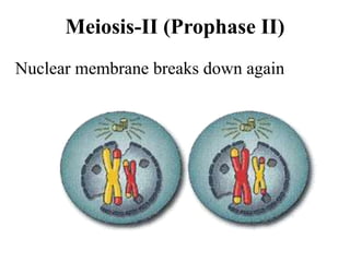 Meiosis-II (Prophase II)
Nuclear membrane breaks down again
 