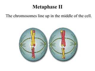 Metaphase II
The chromosomes line up in the middle of the cell.
 