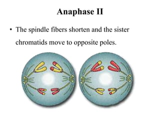 Anaphase II
• The spindle fibers shorten and the sister
chromatids move to opposite poles.
 