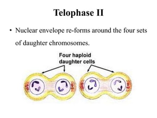 Telophase II
• Nuclear envelope re-forms around the four sets
of daughter chromosomes.
 