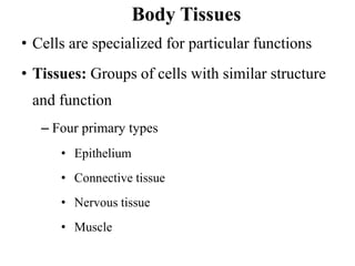 Body Tissues
• Cells are specialized for particular functions
• Tissues: Groups of cells with similar structure
and function
– Four primary types
• Epithelium
• Connective tissue
• Nervous tissue
• Muscle
 