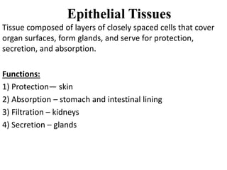 Epithelial Tissues
Tissue composed of layers of closely spaced cells that cover
organ surfaces, form glands, and serve for protection,
secretion, and absorption.
Functions:
1) Protection— skin
2) Absorption – stomach and intestinal lining
3) Filtration – kidneys
4) Secretion – glands
 