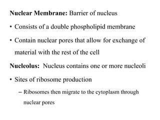 Nuclear Membrane: Barrier of nucleus
• Consists of a double phospholipid membrane
• Contain nuclear pores that allow for exchange of
material with the rest of the cell
Nucleolus: Nucleus contains one or more nucleoli
• Sites of ribosome production
– Ribosomes then migrate to the cytoplasm through
nuclear pores
 