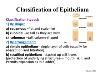 Classification of Epithelium
Classification (types):
1) By shape:
a) squamous –flat and scale-like
b) cuboidal –as tall as they are wide
c) columnar –tall, column-shaped
2) By arrangement:
a) simple epithelium - single layer of cells (usually for
absorption and filtration)
b) stratified epithelium - stacked up cell layers
(protection of underlying structures--- mouth, skin, and
Permits expansion as in bladder).
Figure 3.17a
 