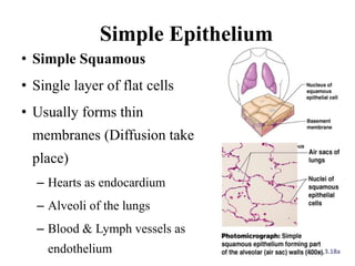 Simple Epithelium
• Simple Squamous
• Single layer of flat cells
• Usually forms thin
membranes (Diffusion take
place)
– Hearts as endocardium
– Alveoli of the lungs
– Blood & Lymph vessels as
endothelium Figure 3.18a
 