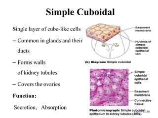 Simple Cuboidal
Single layer of cube-like cells
– Common in glands and their
ducts
– Forms walls
of kidney tubules
– Covers the ovaries
Function:
Secretion, Absorption
Figure 3.18b
 