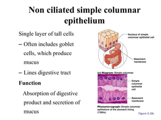 Non ciliated simple columnar
epithelium
Single layer of tall cells
– Often includes goblet
cells, which produce
mucus
– Lines digestive tract
Function
Absorption of digestive
product and secretion of
mucus Figure 3.18c
 