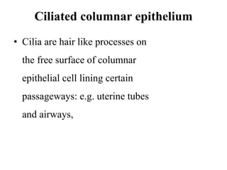 Ciliated columnar epithelium
• Cilia are hair like processes on
the free surface of columnar
epithelial cell lining certain
passageways: e.g. uterine tubes
and airways,
 