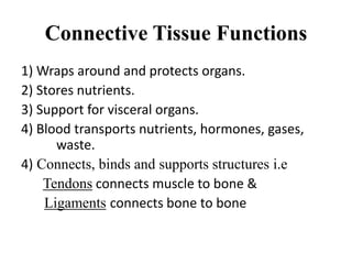 Connective Tissue Functions
1) Wraps around and protects organs.
2) Stores nutrients.
3) Support for visceral organs.
4) Blood transports nutrients, hormones, gases,
waste.
4) Connects, binds and supports structures i.e
Tendons connects muscle to bone &
Ligaments connects bone to bone
 