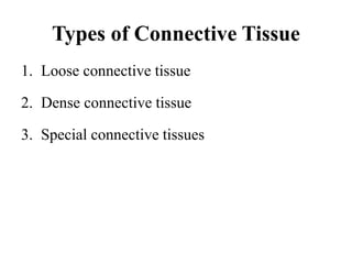 Types of Connective Tissue
1. Loose connective tissue
2. Dense connective tissue
3. Special connective tissues
 