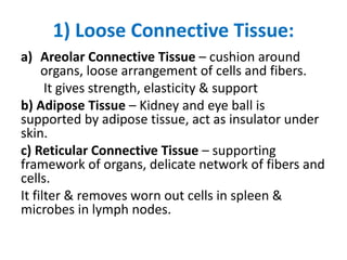 1) Loose Connective Tissue:
a) Areolar Connective Tissue – cushion around
organs, loose arrangement of cells and fibers.
It gives strength, elasticity & support
b) Adipose Tissue – Kidney and eye ball is
supported by adipose tissue, act as insulator under
skin.
c) Reticular Connective Tissue – supporting
framework of organs, delicate network of fibers and
cells.
It filter & removes worn out cells in spleen &
microbes in lymph nodes.
 