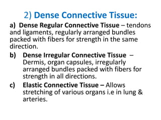 2) Dense Connective Tissue:
a) Dense Regular Connective Tissue – tendons
and ligaments, regularly arranged bundles
packed with fibers for strength in the same
direction.
b) Dense Irregular Connective Tissue –
Dermis, organ capsules, irregularly
arranged bundles packed with fibers for
strength in all directions.
c) Elastic Connective Tissue – Allows
stretching of various organs i.e in lung &
arteries.
 