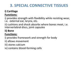3. SPECIAL CONNECTIVE TISSUES
i) Cartilage
Functions:
i) provides strength with flexibility while resisting wear,
i.e. external ear, larynx, etc.
ii) cushions and shock absorbs where bones meet, i.e.
intervertebral discs, joint capsules
ii) Bone
Functions:
i) provides framework and strength for body
ii) allows movement
iii) stores calcium
iv) contains blood-forming cells
 