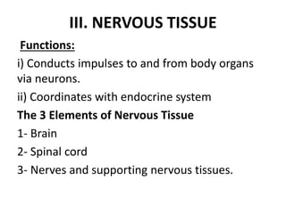 III. NERVOUS TISSUE
Functions:
i) Conducts impulses to and from body organs
via neurons.
ii) Coordinates with endocrine system
The 3 Elements of Nervous Tissue
1- Brain
2- Spinal cord
3- Nerves and supporting nervous tissues.
 