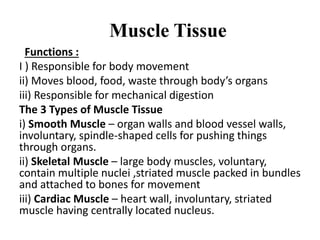 Muscle Tissue
Functions :
I ) Responsible for body movement
ii) Moves blood, food, waste through body’s organs
iii) Responsible for mechanical digestion
The 3 Types of Muscle Tissue
i) Smooth Muscle – organ walls and blood vessel walls,
involuntary, spindle-shaped cells for pushing things
through organs.
ii) Skeletal Muscle – large body muscles, voluntary,
contain multiple nuclei ,striated muscle packed in bundles
and attached to bones for movement
iii) Cardiac Muscle – heart wall, involuntary, striated
muscle having centrally located nucleus.
 
