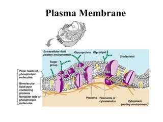 Plasma Membrane
 