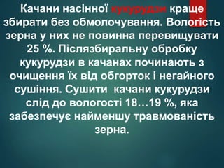 Качани насінної кукурудзи краще
збирати без обмолочування. Вологість
зерна у них не повинна перевищувати
25 %. Післязбиральну обробку
кукурудзи в качанах починають з
очищення їх від обгорток і негайного
сушіння. Сушити качани кукурудзи
слід до вологості 18…19 %, яка
забезпечує найменшу травмованість
зерна.
 