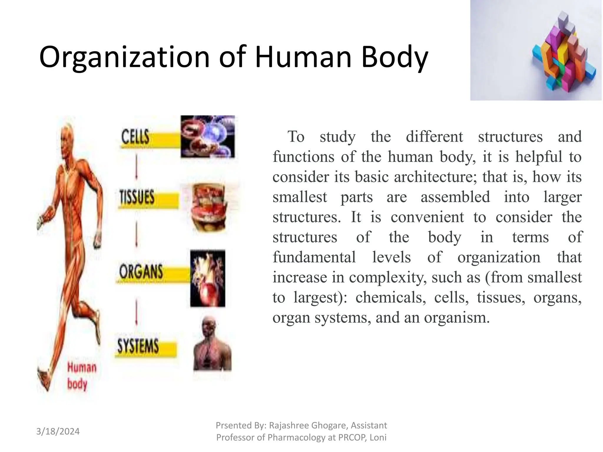 Organization of Human Body
3/18/2024
Prsented By: Rajashree Ghogare, Assistant
Professor of Pharmacology at PRCOP, Loni
To study the different structures and
functions of the human body, it is helpful to
consider its basic architecture; that is, how its
smallest parts are assembled into larger
structures. It is convenient to consider the
structures of the body in terms of
fundamental levels of organization that
increase in complexity, such as (from smallest
to largest): chemicals, cells, tissues, organs,
organ systems, and an organism.