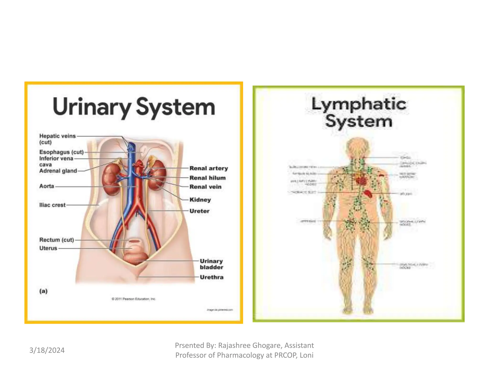 3/18/2024
Prsented By: Rajashree Ghogare, Assistant
Professor of Pharmacology at PRCOP, Loni