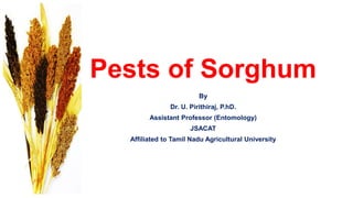 Pests of Sorghum
By
Dr. U. Pirithiraj, P.hD.
Assistant Professor (Entomology)
JSACAT
Affiliated to Tamil Nadu Agricultural University
 