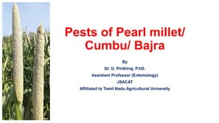 Pests of Pearl millet/
Cumbu/ Bajra
By
Dr. U. Pirithiraj, P.hD.
Assistant Professor (Entomology)
JSACAT
Affiliated to Tamil Nadu Agricultural University
 