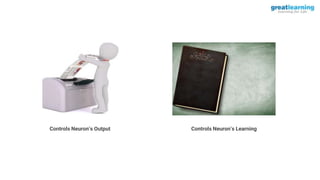 Controls Neuron’s Output Controls Neuron’s Learning
 