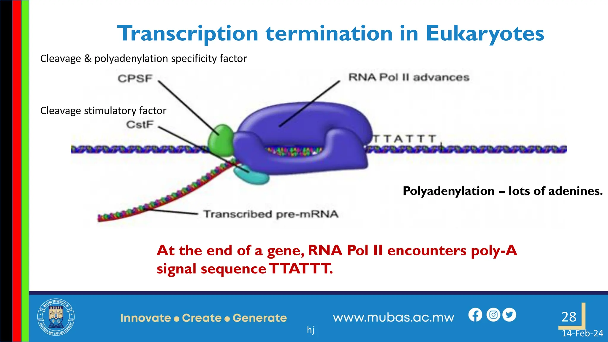 3. Transcription in Prokaryotes and Eukaryotes.pdf