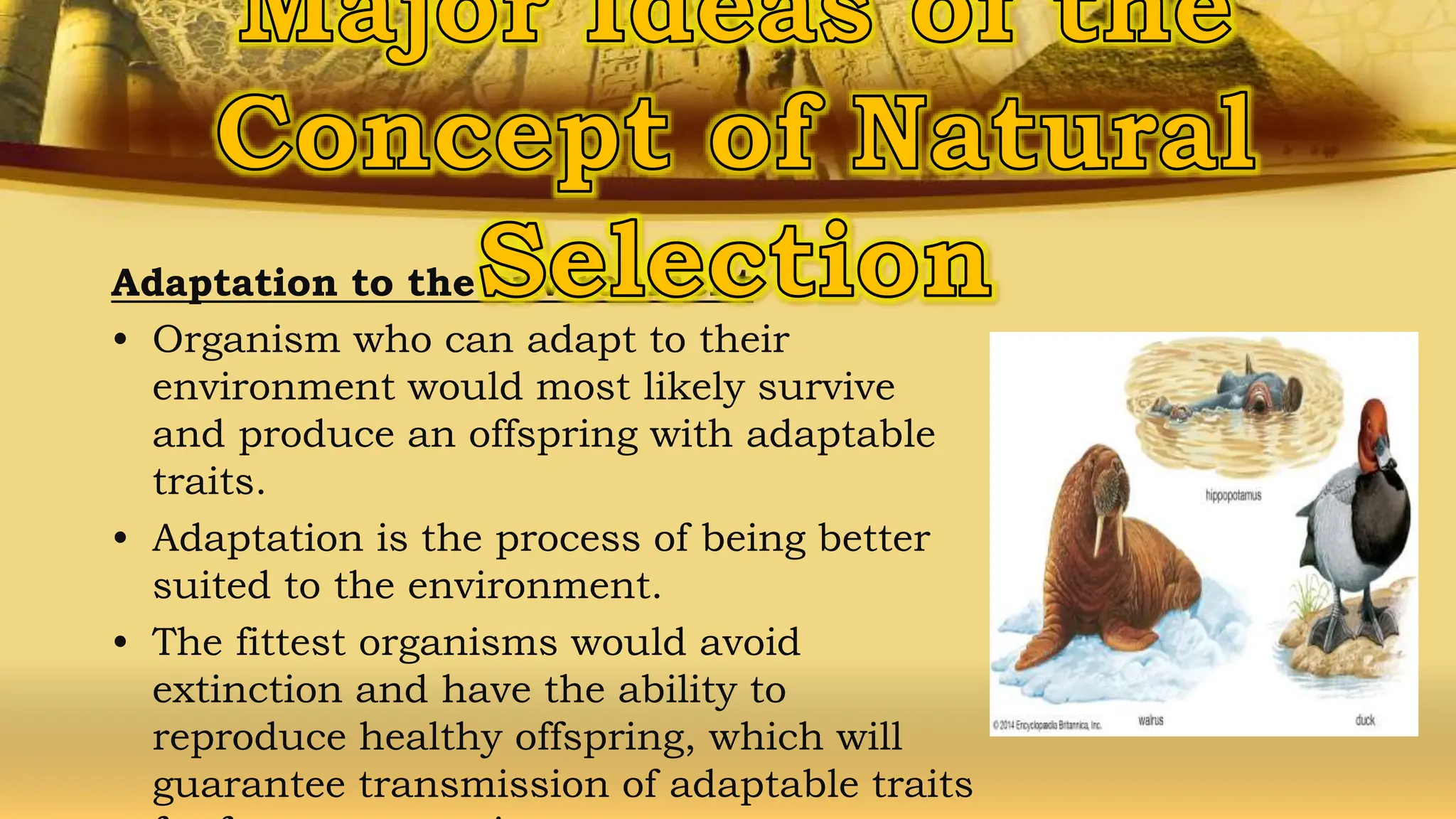 Adaptation to the environment
• Organism who can adapt to their
environment would most likely survive
and produce an offspring with adaptable
traits.
• Adaptation is the process of being better
suited to the environment.
• The fittest organisms would avoid
extinction and have the ability to
reproduce healthy offspring, which will
guarantee transmission of adaptable traits
 