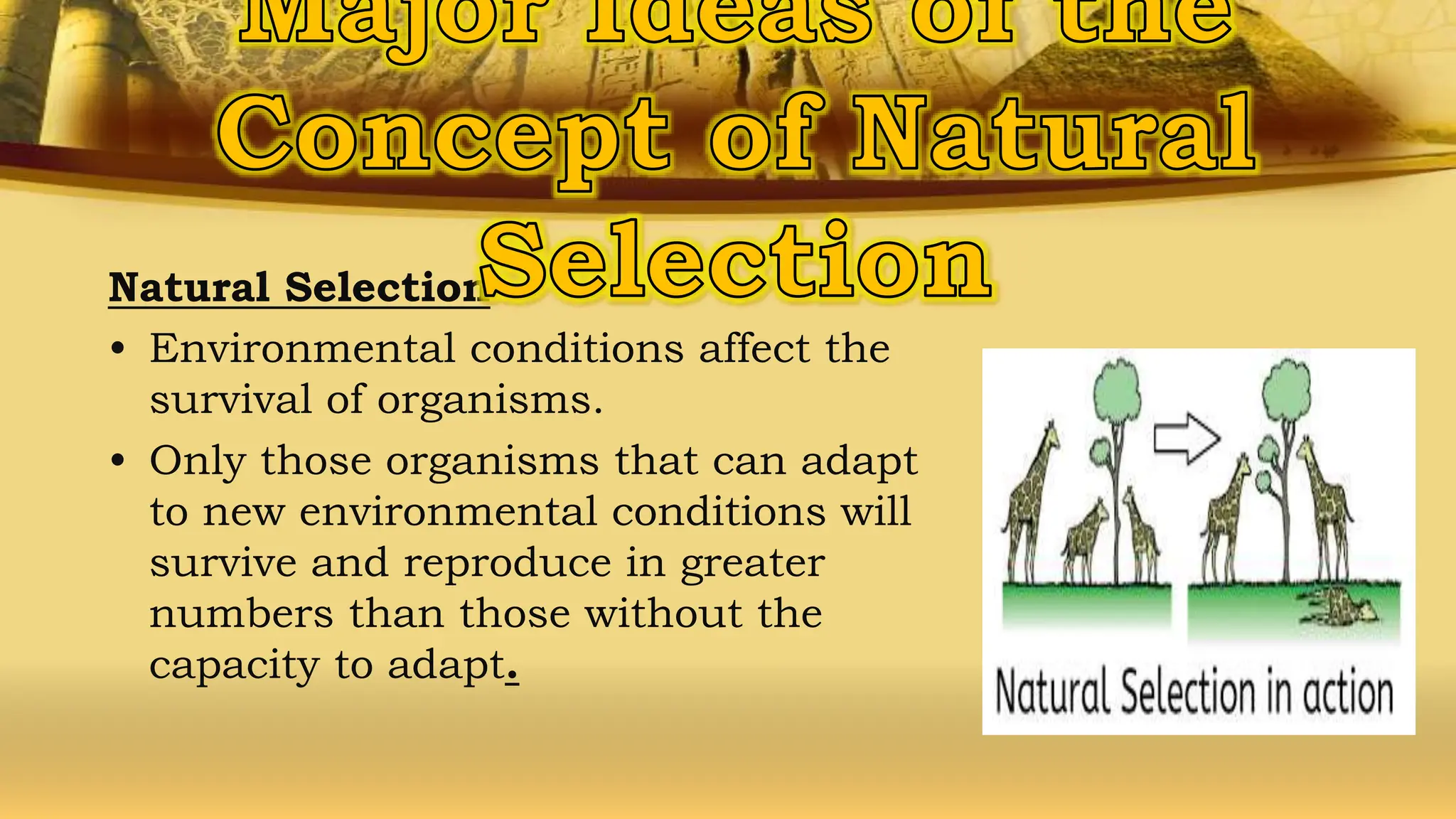 Natural Selection
• Environmental conditions affect the
survival of organisms.
• Only those organisms that can adapt
to new environmental conditions will
survive and reproduce in greater
numbers than those without the
capacity to adapt.
 