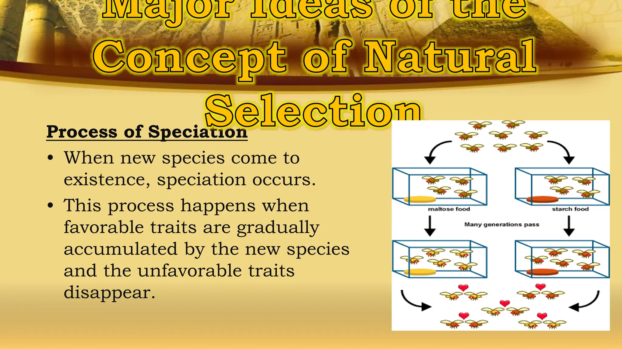 Process of Speciation
• When new species come to
existence, speciation occurs.
• This process happens when
favorable traits are gradually
accumulated by the new species
and the unfavorable traits
disappear.
 