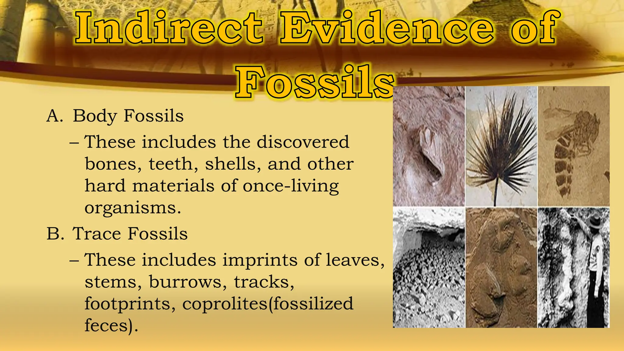 A. Body Fossils
– These includes the discovered
bones, teeth, shells, and other
hard materials of once-living
organisms.
B. Trace Fossils
– These includes imprints of leaves,
stems, burrows, tracks,
footprints, coprolites(fossilized
feces).
 