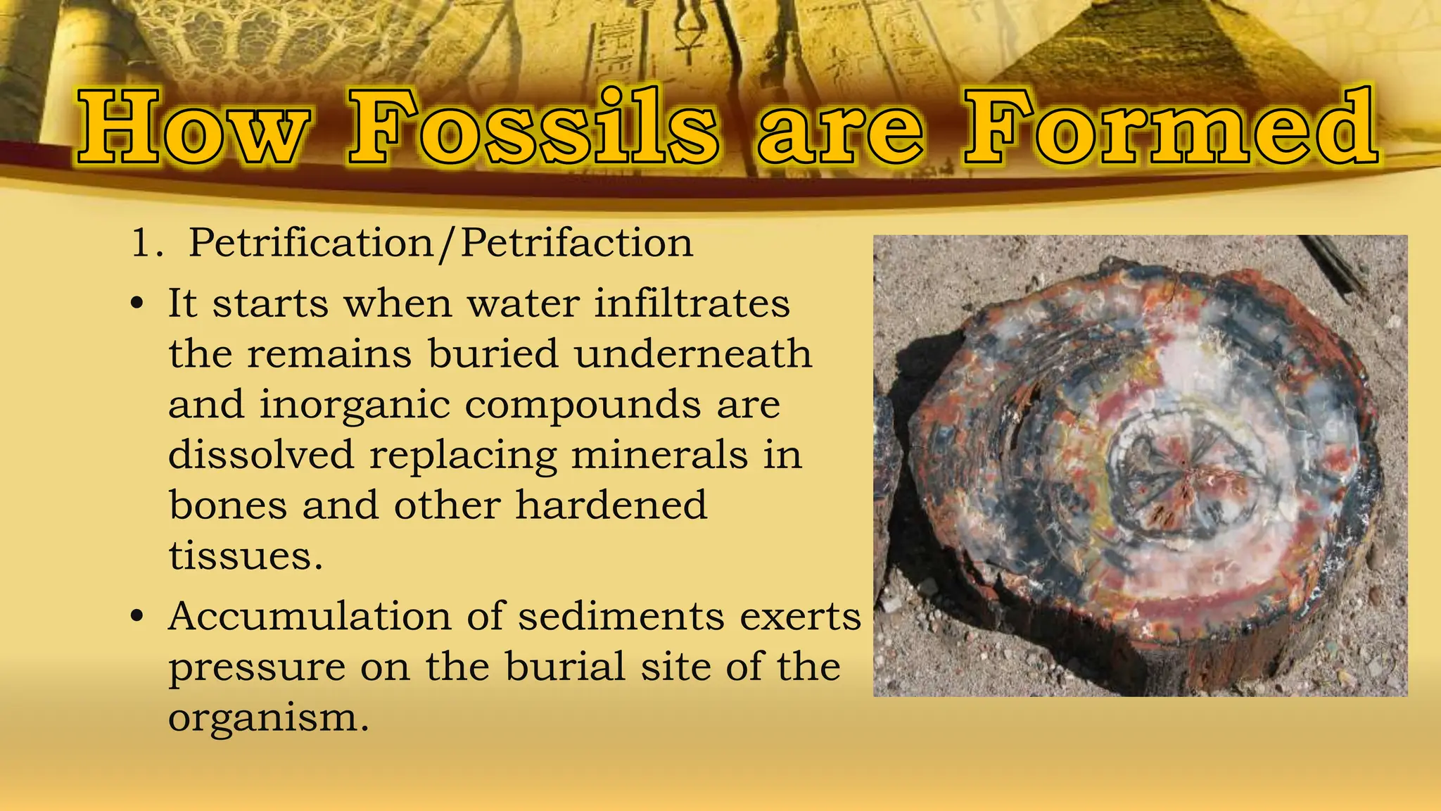 1. Petrification/Petrifaction
• It starts when water infiltrates
the remains buried underneath
and inorganic compounds are
dissolved replacing minerals in
bones and other hardened
tissues.
• Accumulation of sediments exerts
pressure on the burial site of the
organism.
 