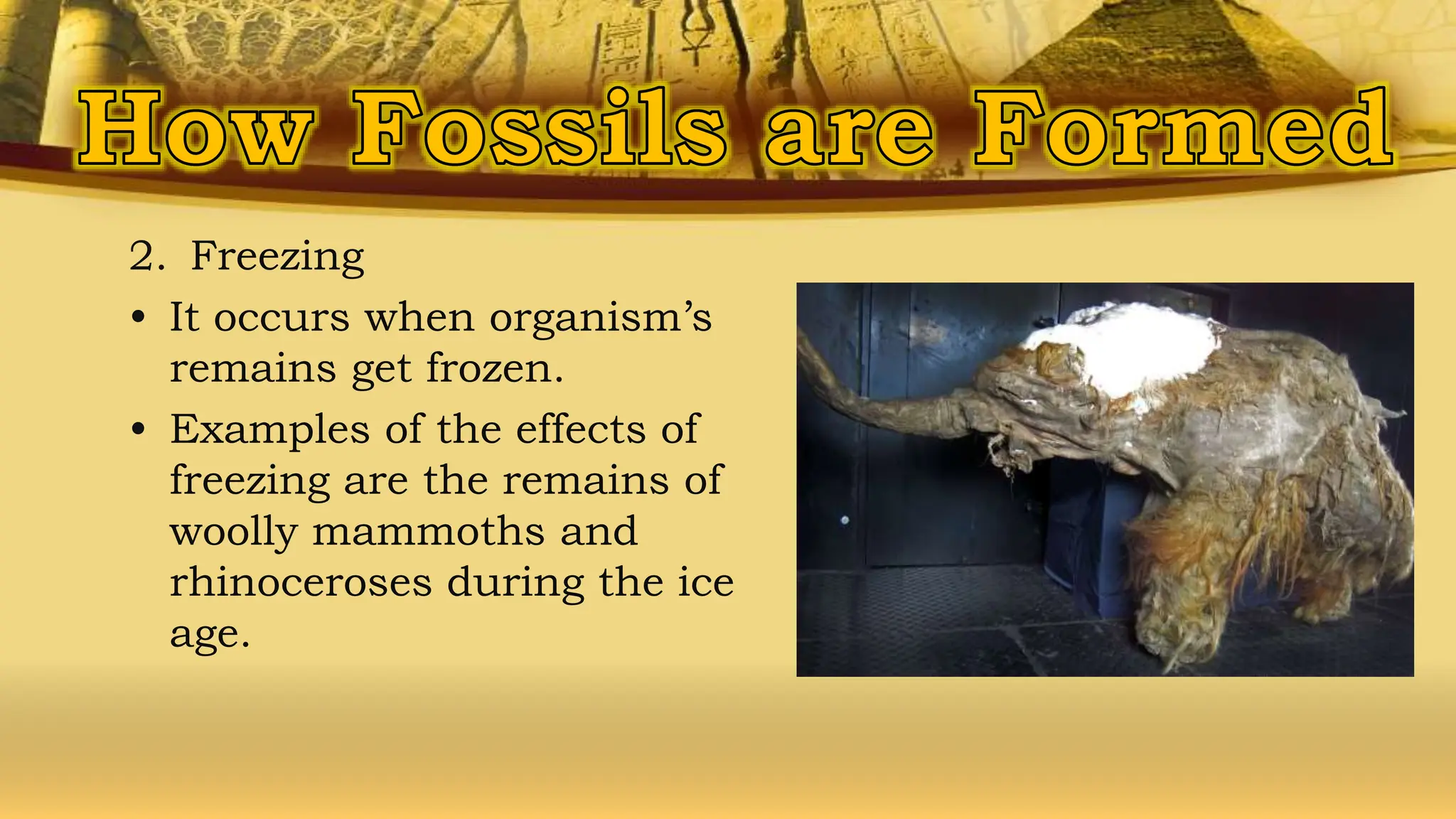 2. Freezing
• It occurs when organism’s
remains get frozen.
• Examples of the effects of
freezing are the remains of
woolly mammoths and
rhinoceroses during the ice
age.
 